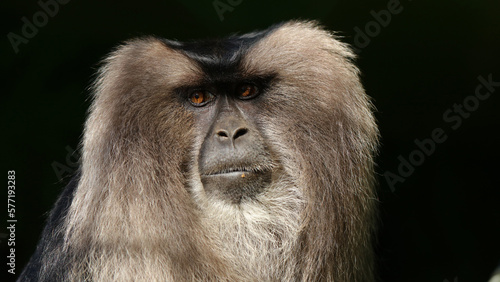 Macaco cola de león, Zoo de Santillana del Mar, Cantabria, España