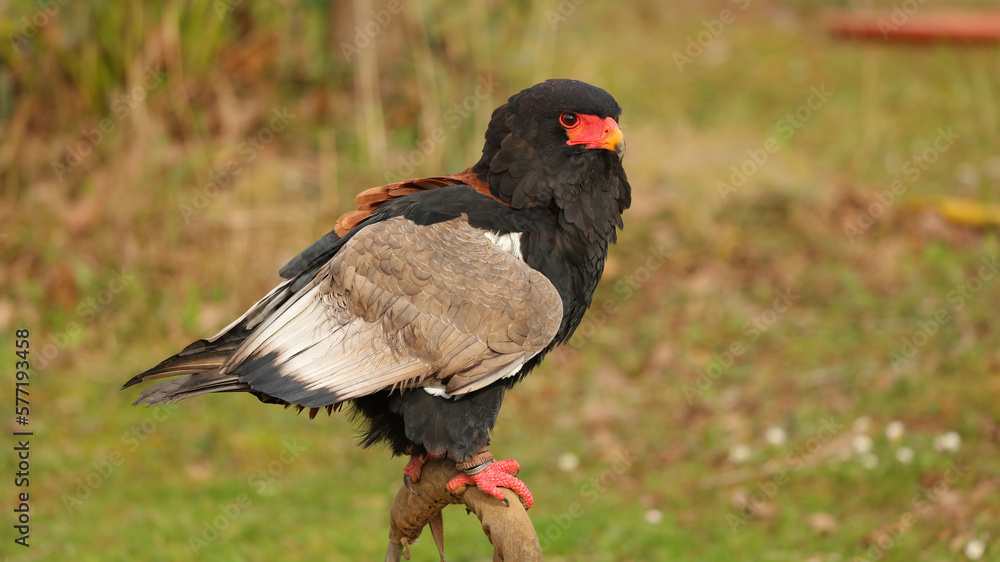Águila volatinera, Parque de la Naturaleza de Cabárceno, Cantabria, España Águila volatinera, Parque de la Naturaleza de Cabárceno, Cantabria, España