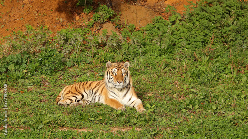 Tigre de bengala, Parque de la Naturaleza de Cabárceno, Cantabria, España