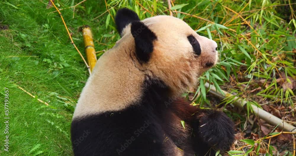 Giant Panda, ailuropoda melanoleuca, Adult eating Bamboo Branch, Real Time 4K Giant Panda, ailuropoda melanoleuca, Adult eating Bamboo Branch, Real Time 4K