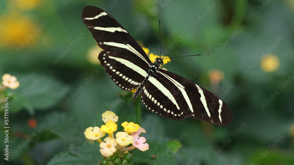 Mariposa cebra, Zoo de Santillana del Mar, Cantabria, España Mariposa cebra, Zoo de Santillana del Mar, Cantabria, España