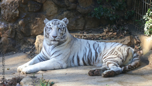 Fototapeta Naklejka Na Ścianę i Meble -  Tigre blanco, Zoo de Santillana del Mar, Cantabria, España
