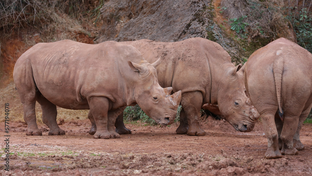 Naklejka premium Rinoceronte Blanco, Parque de la Naturaleza de Cabárceno, Cantabria, España