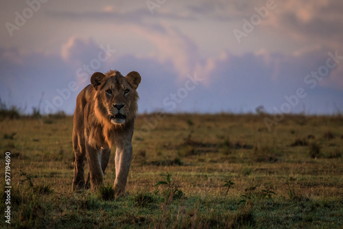 Fototapeta Naklejka Na Ścianę i Meble -  Male lion in early morning sunlight