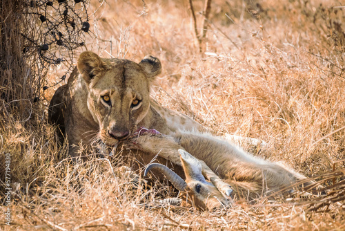 Lioness feeding on a reed buck she just killed