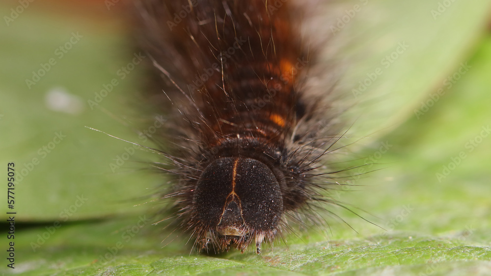 Oruga Mariposa Nocturna