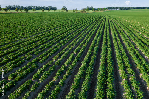 A top view of a field where potatoes grow in long  even rows and are cultivated in large quantities. This is an industrial farm.