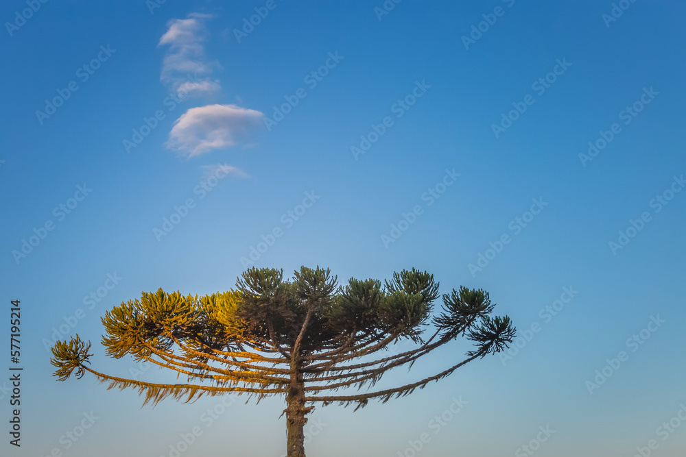 Araucaria pine tree at dawn with cloudscape in Gramado, Southern Brazil