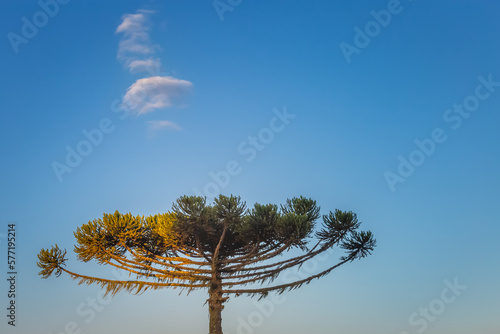 Obraz na płótnie Araucaria pine tree at dawn with cloudscape in Gramado, Southern Brazil w salonie