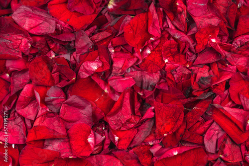 Background of dried red rose petals top view