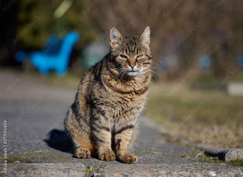 Portrait of an adult gray street cat