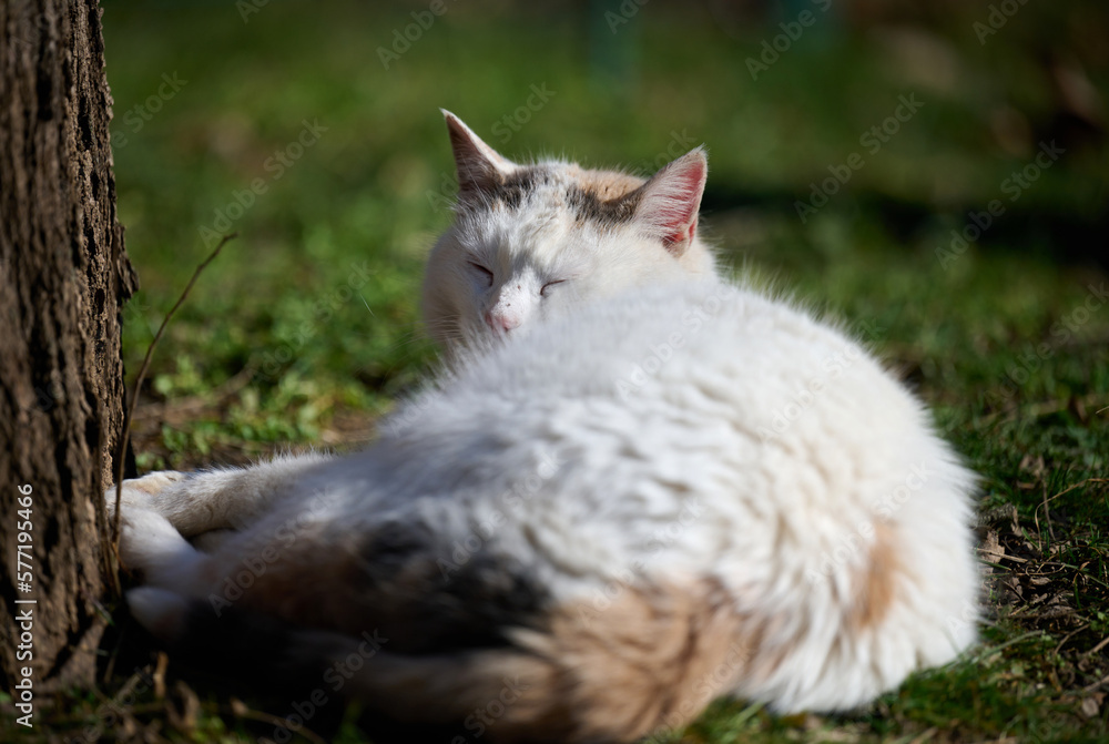 Adult white cat is resting in nature