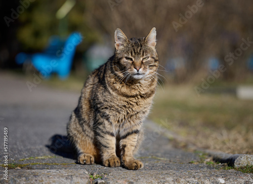 Portrait of an adult gray street cat © nndanko