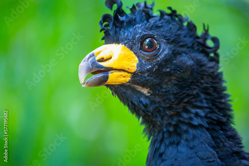 Male bare faced Curassow Crax fasciolata, Black bird, Pantanal, Brazil photo