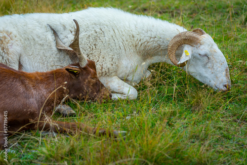 Obraz na płótnie Cute Goat and sheep lying down on the grass sleeping, Gran Paradiso, Italy w salonie