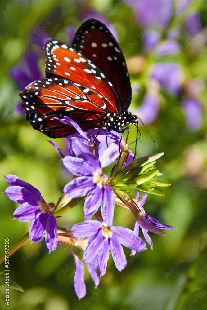 Naklejka premium Monarch butterfly, (Danaus Plexippus) on purple flower