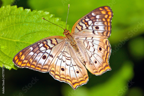 White Peacock butterfly, (Anartia jatrophae) on green leaf