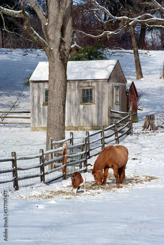 Goat and brown horse in snow. with barn behind