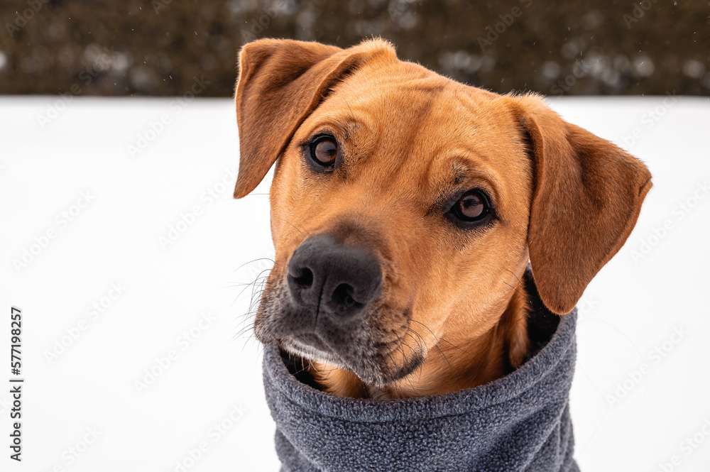 Brown Potcake Dog Posing in the Winter Snow, Hedge Background Brown Potcake Dog Posing in the Winter Snow, Hedge Background