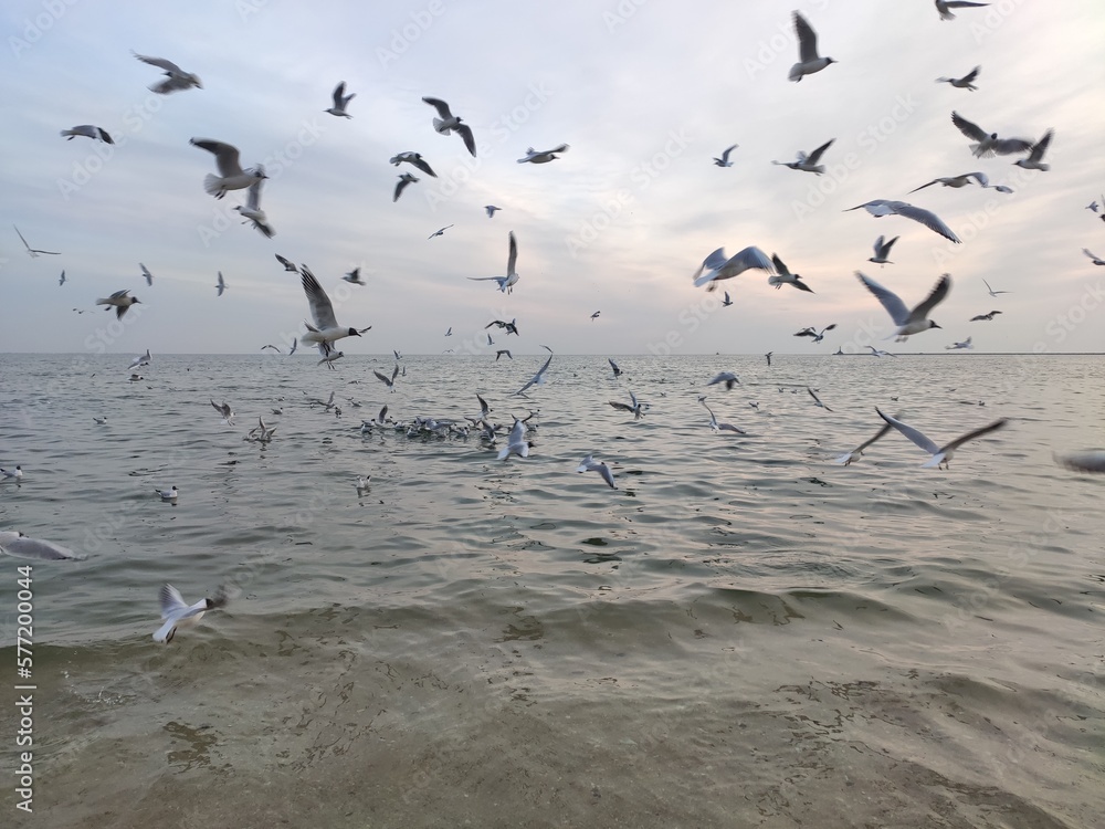 Fototapeta premium seagulls on the beach