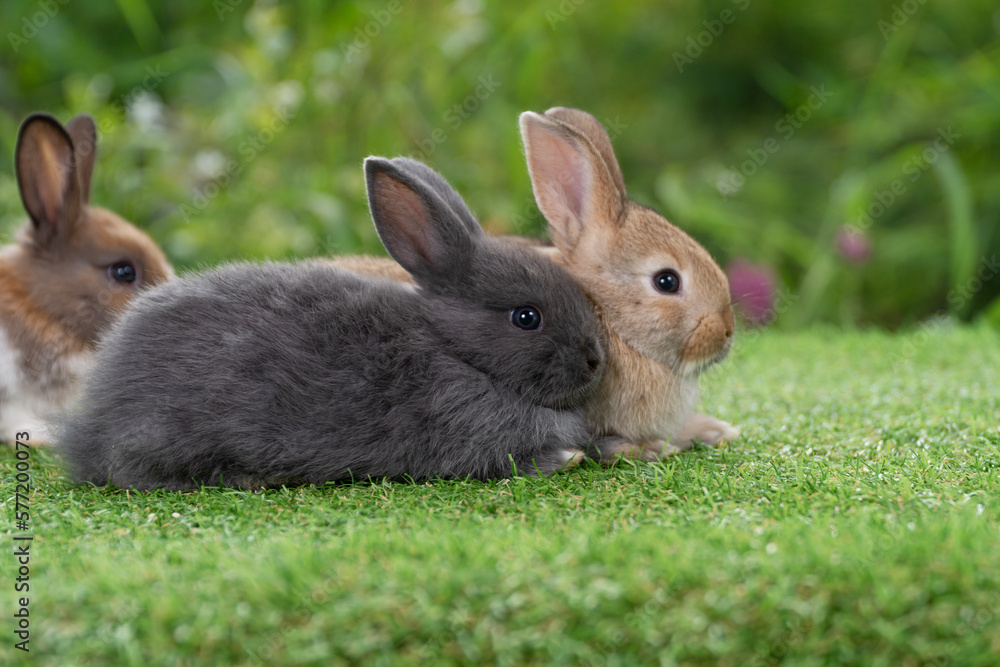 Group of cuddly furry rabbit bunny sitting and lying down together on green grass natural background. Baby fluffy rabbit black, brown bunny family sitting on field. Easter newborn bunny family concept Group of cuddly furry rabbit bunny sitting and lying down together on green grass natural background. Baby fluffy rabbit black, brown bunny family sitting on field. Easter newborn bunny family concept