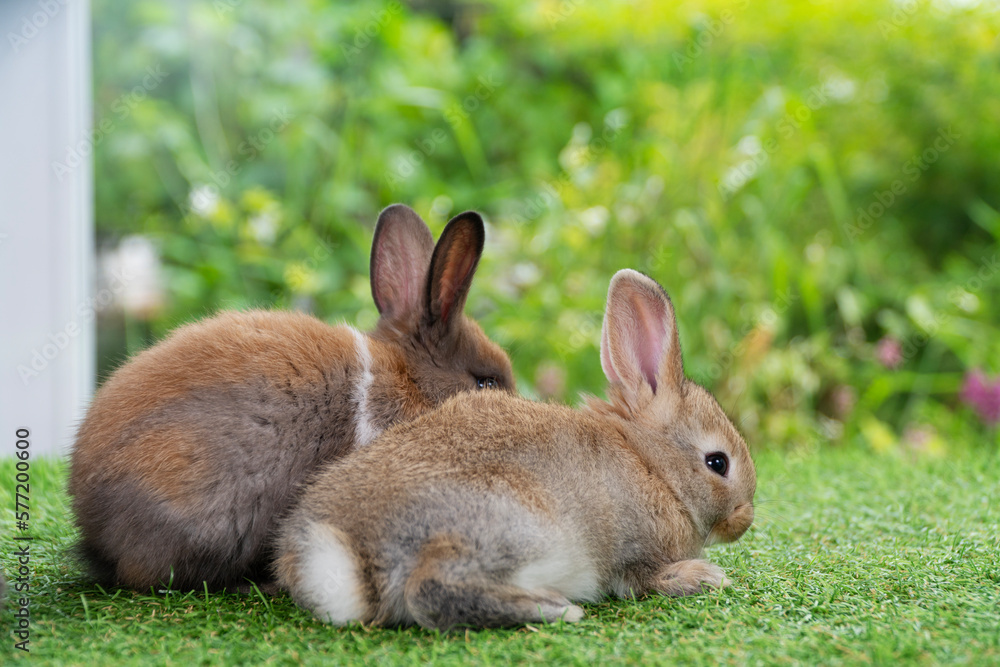 Fototapeta premium Adorable baby rabbit sitting together on the green grass. Two tiny furry baby brown white bunny playful on the meadow. Easter family animal bunny concept.