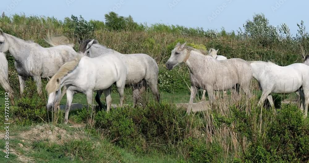 Camargue Horse, Herd standing in Swamp, Saintes Marie de la Mer in Camargue, in the South of France, Real Time 4K Camargue Horse, Herd standing in Swamp, Saintes Marie de la Mer in Camargue, in the South of France, Real Time 4K