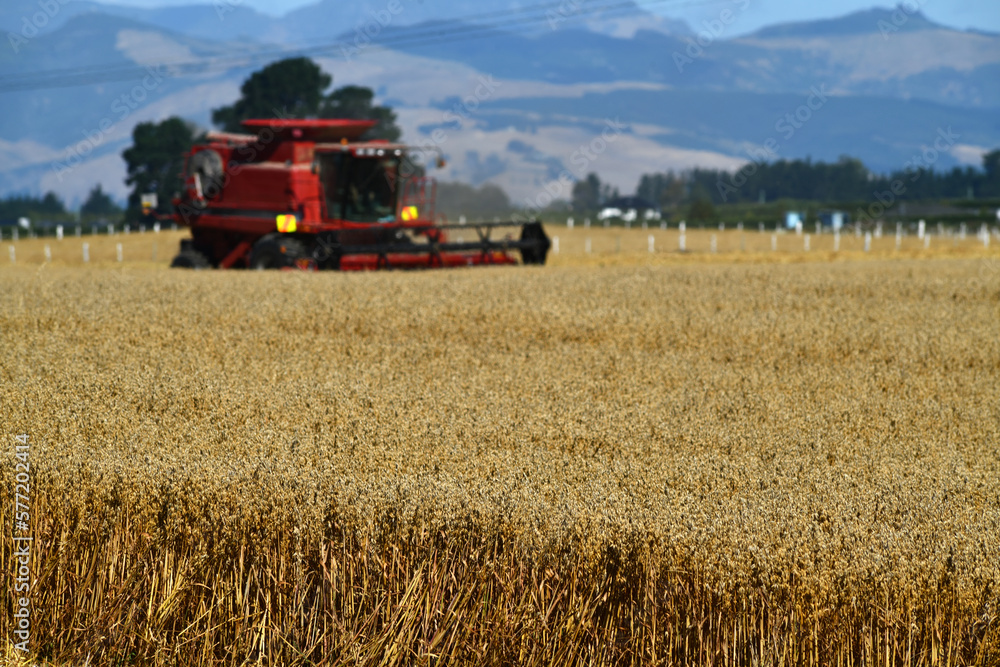 Obraz premium In the time of wheat harvest