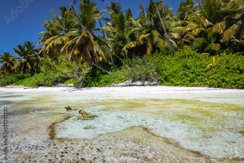 Tropical beach in caribbean sea, idyllic Saona island, Dominican Republic