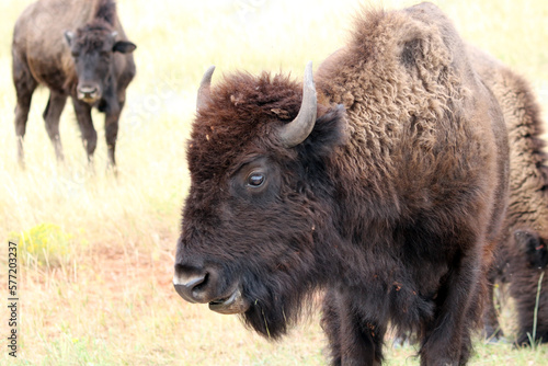Bison Bull head close-up with horns