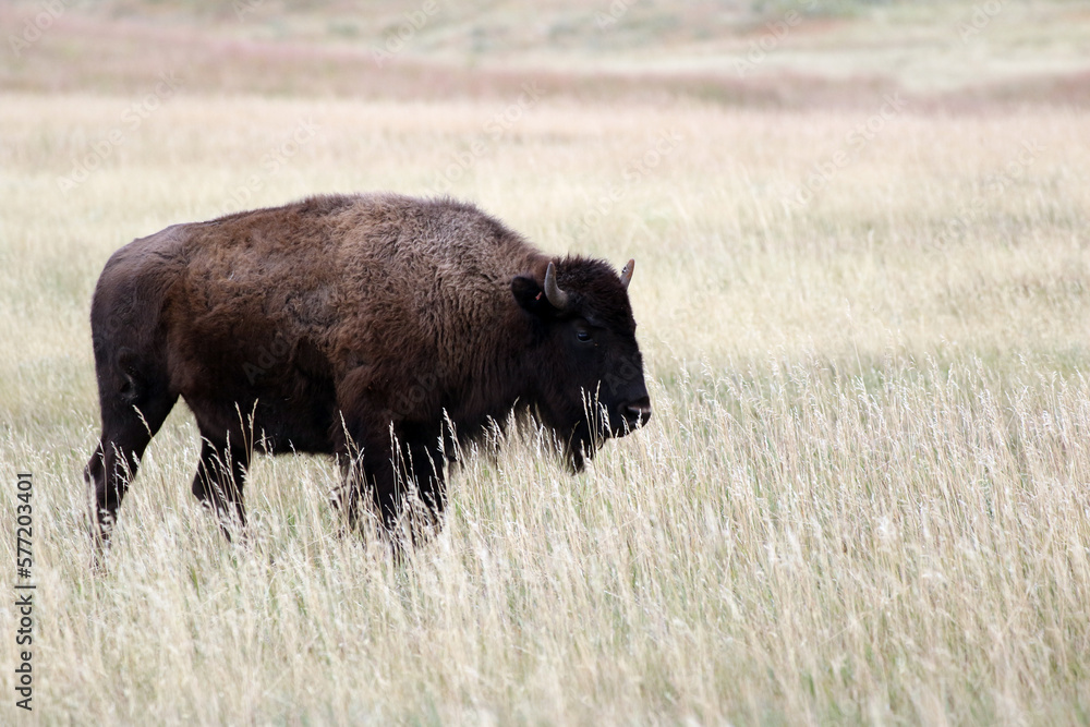 Bison stands in prairie Bison stands in prairie
