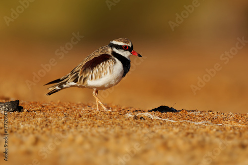 Black-fronted Dotterel - Elseyornis melanops small plover wader in the Charadriidae family, bird on the australian beach next to the water during sunset or sunrise, red bill photo