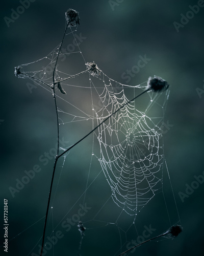Dekoratives, herbstliches Spinnennetz mit Tautropfen, das sich zwischen den dürren Pflanzenstengeln aufspannt. Nahaufnahme mit weichem Hintergrund und sanftem Sonnenlicht.