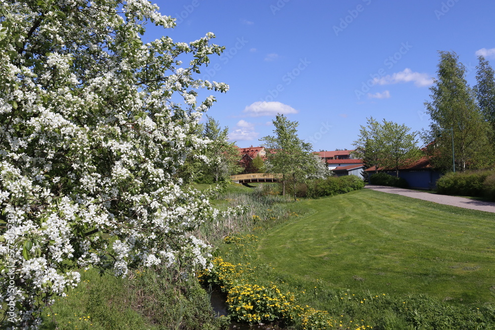 Spring landscape with apple tree blossom.