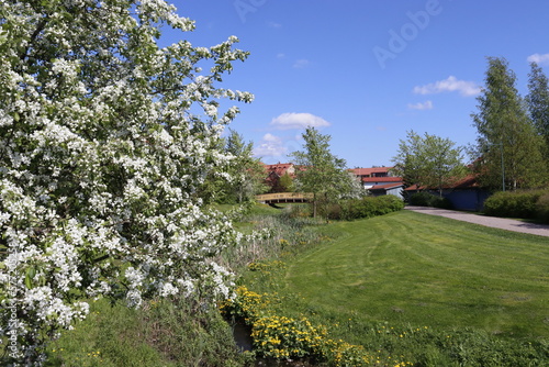 Spring landscape with apple tree blossom.