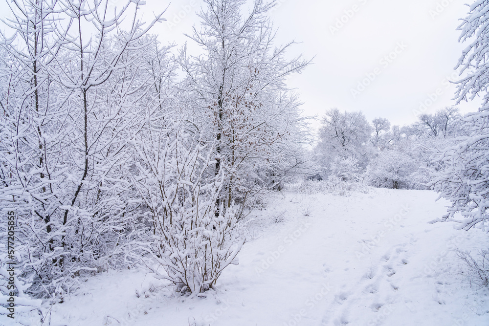 Fototapeta premium Trees in the snow. Winter background, selective focus