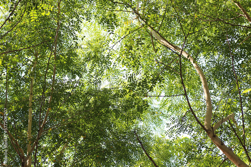 Fototapeta premium tree branch with leaves and the sun shining through the leaves