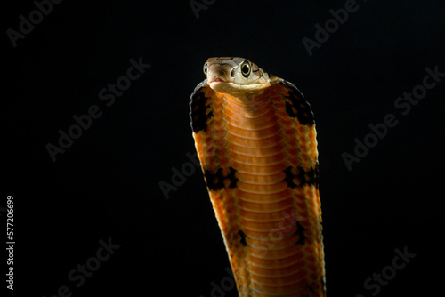 Close up portrait of a king cobra ophiophagus hannah spreads its hood on a defensive position on solid black background 