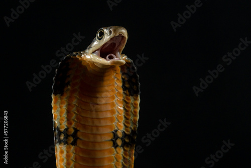 Close up portrait of a king cobra ophiophagus hannah spreads its hood on a defensive position on solid black background 