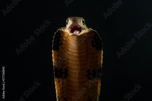 Close up portrait of a king cobra ophiophagus hannah spreads its hood on a defensive position on solid black background  photo