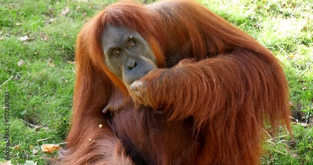 Orang Utan, pongo pygmaeus, Female Eating Food, Real Time 4K Orang Utan, pongo pygmaeus, Female Eating Food, Real Time 4K