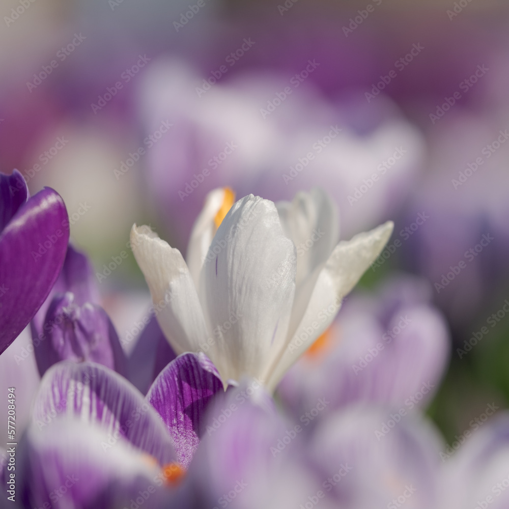 Purple and white crocuses growing in the grass in the conifer lawn at RHS Wisley, Surrey UK. Purple and white crocuses growing in the grass in the conifer lawn at RHS Wisley, Surrey UK.