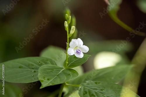 Chinese violet, Asystasia gangetica