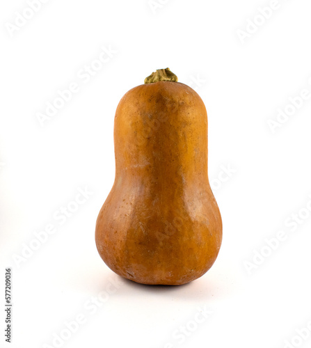 Close up photo of a honey nut squash standing up