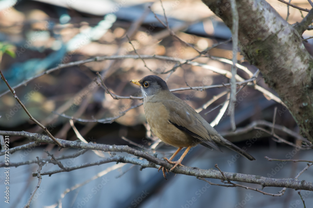 Zorzal (Turdus falcklandii) en el sur de Chile Zorzal (Turdus falcklandii) en el sur de Chile