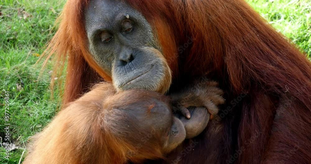 Orang Utan, pongo pygmaeus, Female with Young suckling, Real Time 4K Orang Utan, pongo pygmaeus, Female with Young suckling, Real Time 4K
