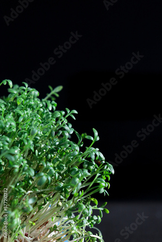 close up of green fresh cress sprouts, black background 