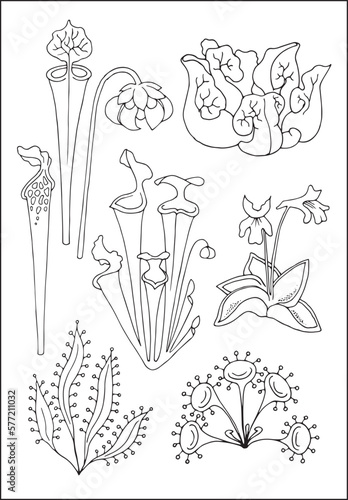 Carnivorous plants. Set of vector botanical decorative elements in black and white, contours and different forms of tropical leaves, silhouettes of leaves.