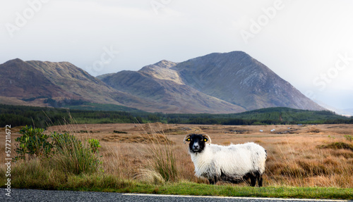 sheep standing on brown fields looking into the camera. West Coast of Ireland, high mountains in the background. Wild Atlantic Way