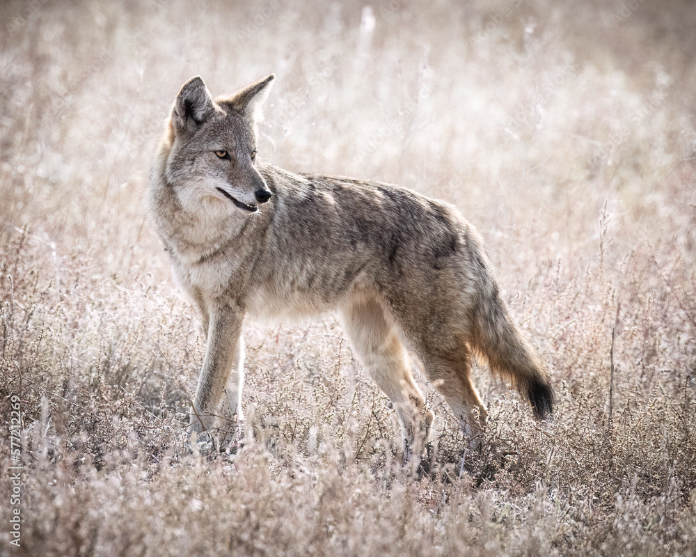 Coyote (canis latrans) standing broadside in field looking back Colorado, USA Coyote (canis latrans) standing broadside in field looking back Colorado, USA